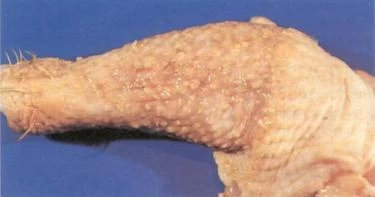 الطب البيطري يحذر من مرض سرطان الدجاج