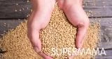 فوائد الشعير للجسم