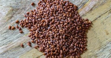 حب الرشاد للحمل