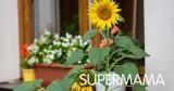 طريقة زراعة عباد الشمس في المنزل