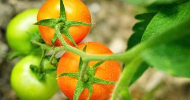 أضرار الطماطم الخضراء