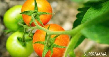 أضرار الطماطم الخضراء