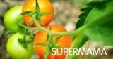 أضرار الطماطم الخضراء