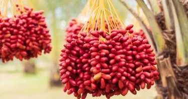 فوائد البلح الأحمر