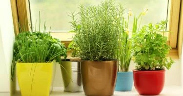 نباتات طاردة للناموس