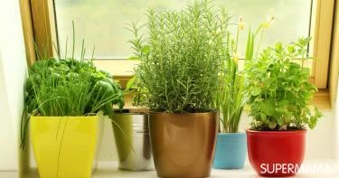 نباتات طاردة للناموس