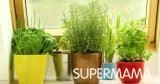 5 نباتات طاردة للناموس