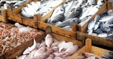 انواع السمك للاكل