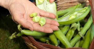 فوائد الفول الأخضر