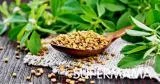 تسمين الأطفال بالحلبة