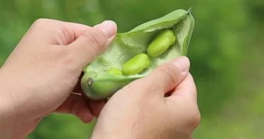 فوائد الفول الأخضر للحامل