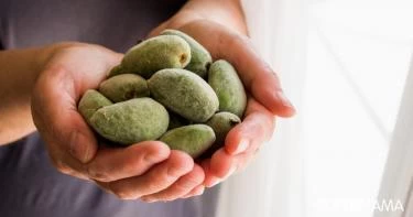 طريقة حفظ اللوز الأخضر