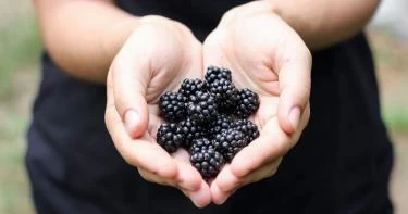 5 فوائد للتوت الأسود