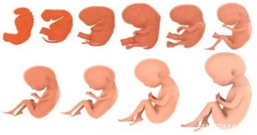 تغذية وصحة الحامل