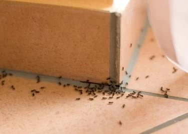 طرق التخلص من النمل
