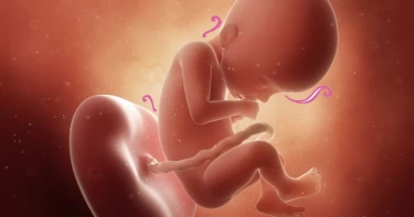 أسباب التفاف الحبل السري حول عنق الجنين