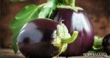 5 خطوات لاختيار الباذنجان الرومي الطازج